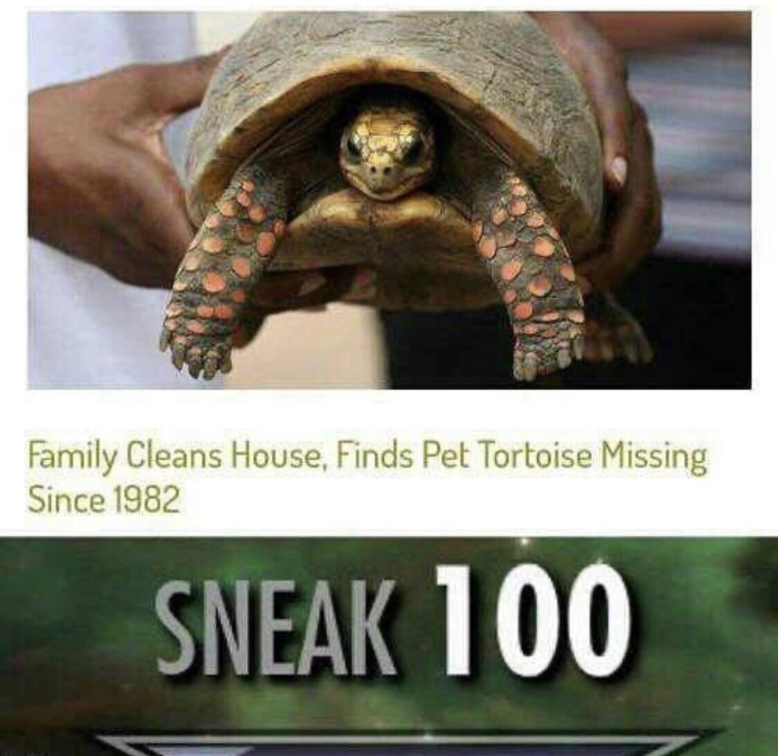 dank memes - funny memes - family cleans house finds pet tortoise missing since 1982 - Family Cleans House, Finds Pet Tortoise Missing Since 1982 Sneak 100