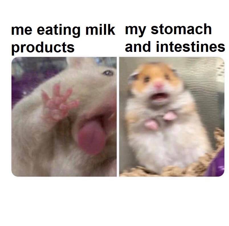 dank memes - funny hamsters - me eating milk my stomach products and intestines