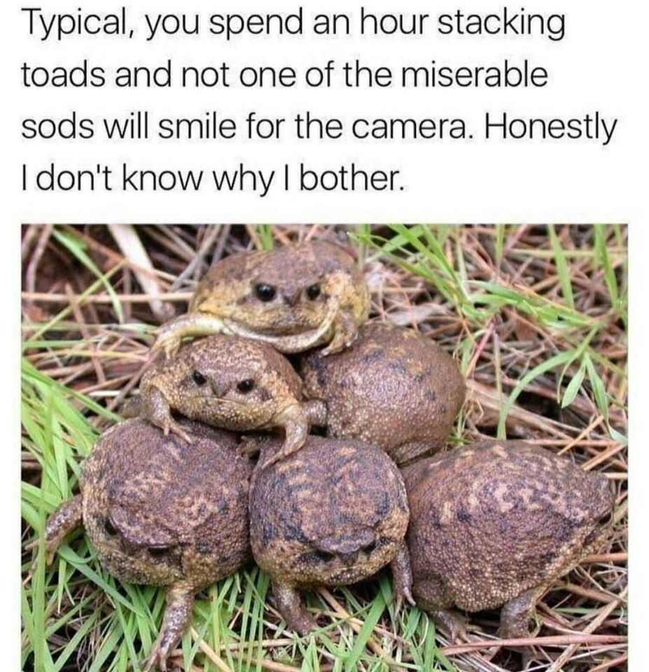 funny memes - dank memes - typical you spend an hour stacking toads - Typical, you spend an hour stacking toads and not one of the miserable sods will smile for the camera. Honestly I don't know why I bother.