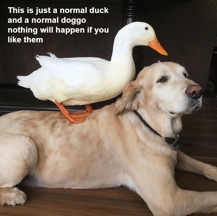 funny memes - dank memes - This is just a normal duck and a normal doggo nothing will happen if you them