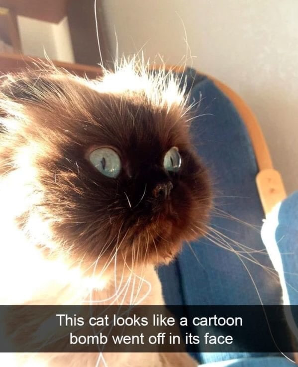 funny memes - dank memes - cartoon explode face - This cat looks a cartoon bomb went off in its face