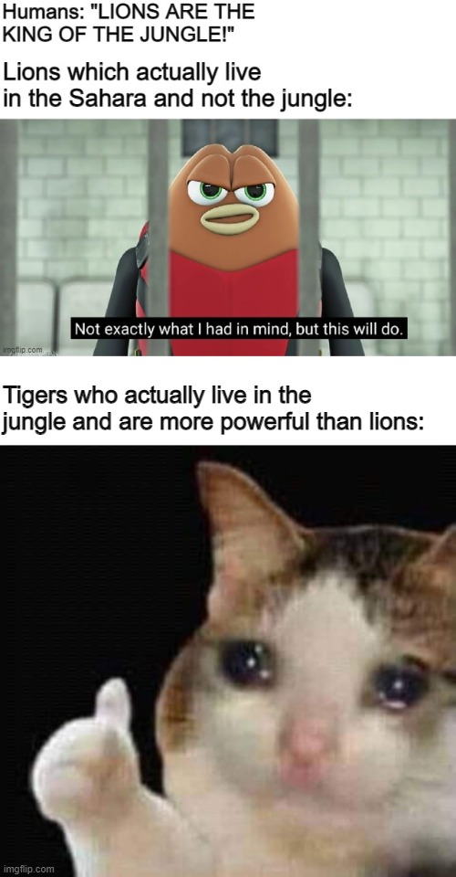 funny memes - dank memes - sad cat thumbs up memes - Humans "Lions Are The King Of The Jungle!" Lions which actually live in the Sahara and not the jungle Not exactly what I had in mind, but this will do. imgflip.com Tigers who actually live in the jungle