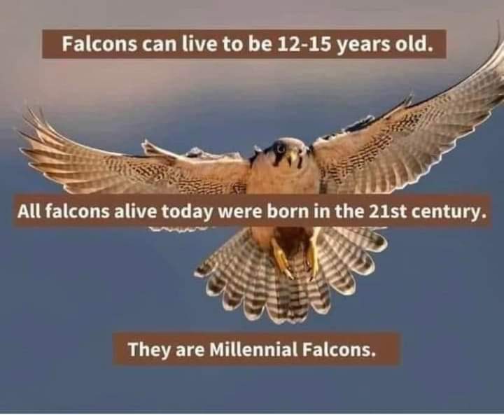 dank memes - funny memes - millennial falcons - Falcons can live to be 1215 years old. All falcons alive today were born in the 21st century. They are Millennial Falcons.