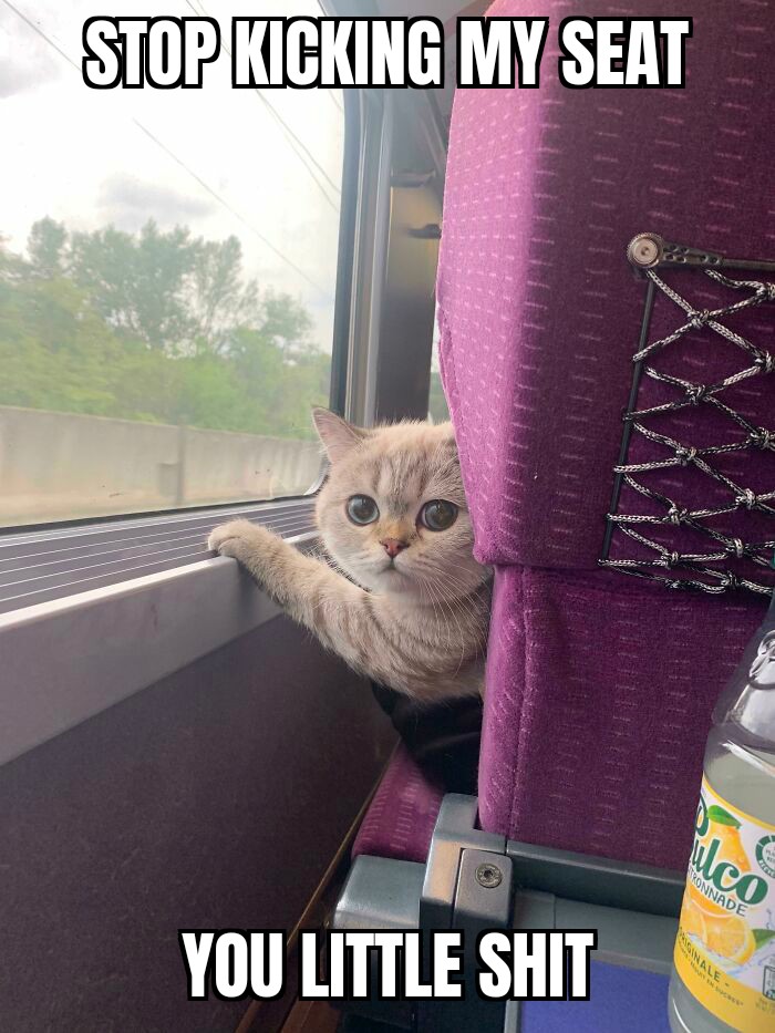 dank memes - funny memes - cat on train cute - Stop Kicking My Seat ulco Wonnade You Little Shit Ale