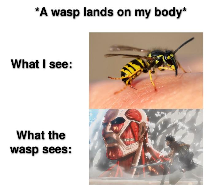 dank memes - funny memes - attack on titan netflix - A wasp lands on my body What I see What the wasp sees