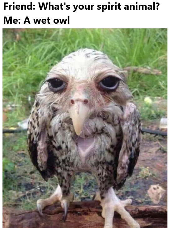 monday morning randomness - wet owl - Friend What's your spirit animal? Me A wet owl