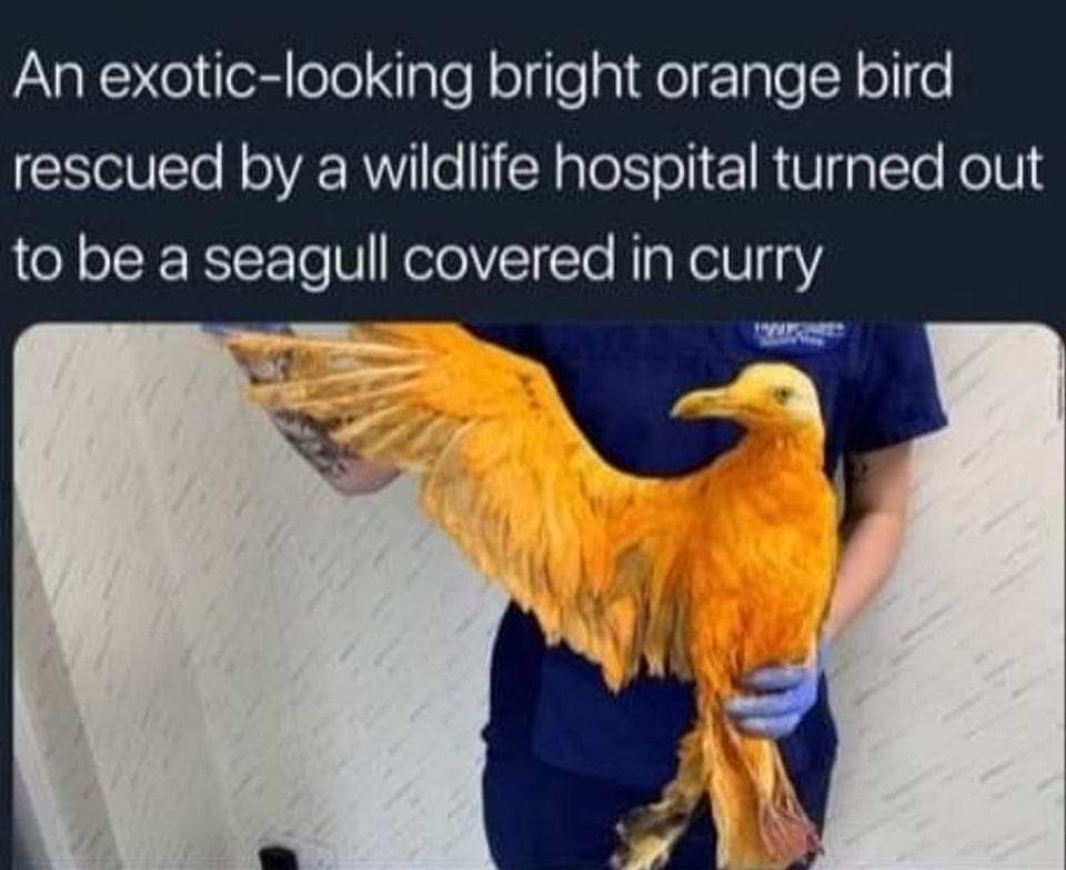funny memes - dank memes - seagull covered in curry - An exoticlooking bright orange bird rescued by a wildlife hospital turned out to be a seagull covered in curry
