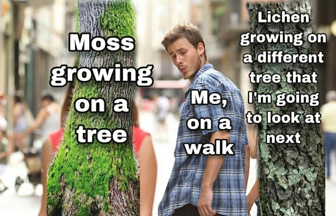 funny memes - dank memes - text tool in photoshop - Moss growing on a a tree Lichen growing on a different tree that Me, I'm going on a to look at next walk