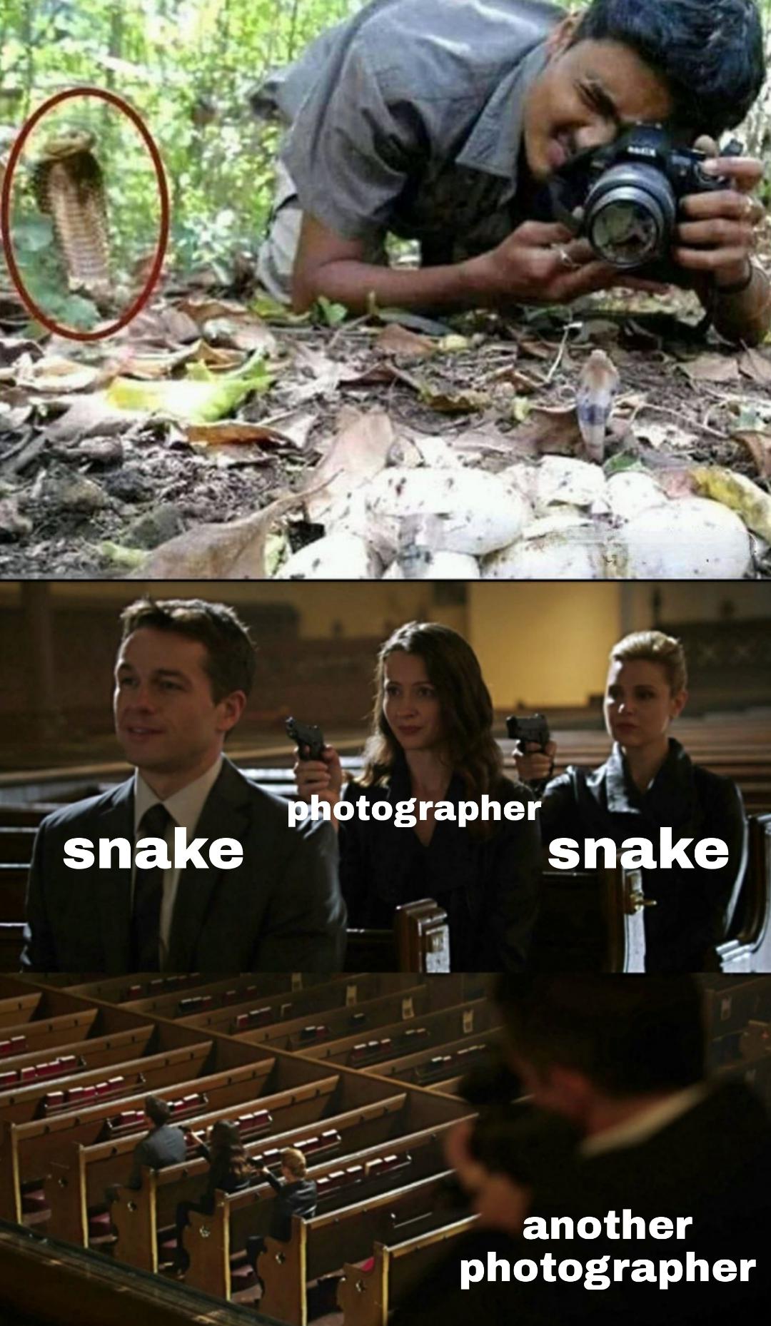 funny memes - dank memes - snake photographer snake another photographer