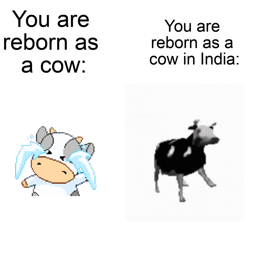 funny memes - dank memes - polish cow meme - You are reborn as a cow You are reborn as a cow in India