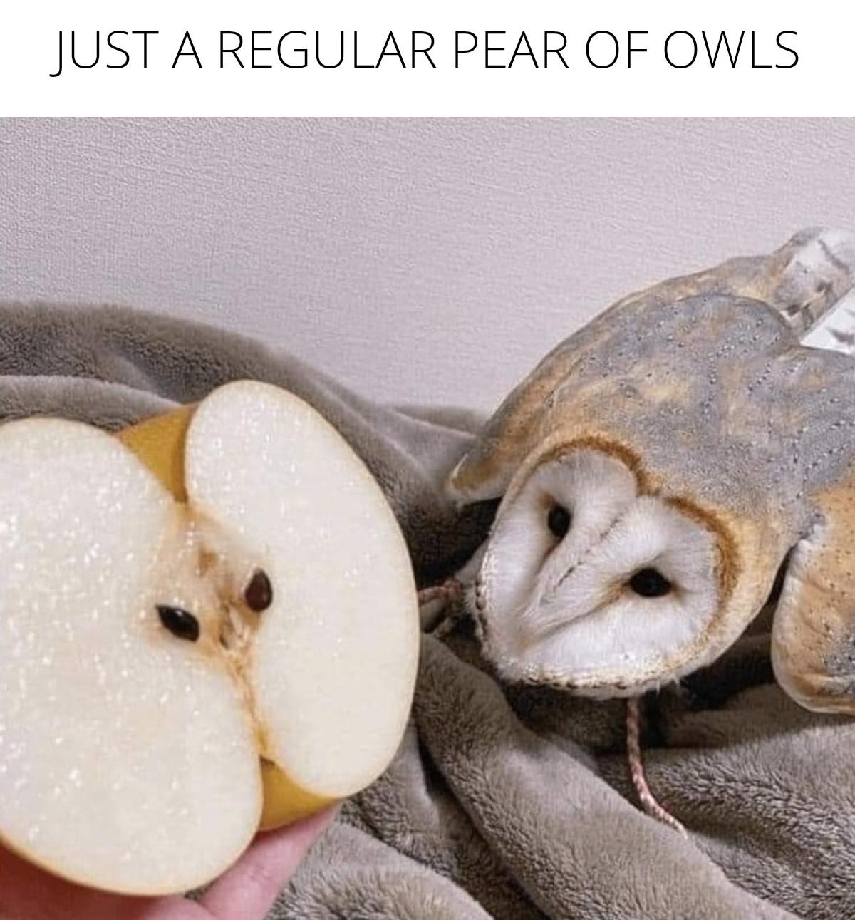funny memes - dank memes - brother what have they done to you - Just A Regular Pear Of Owls