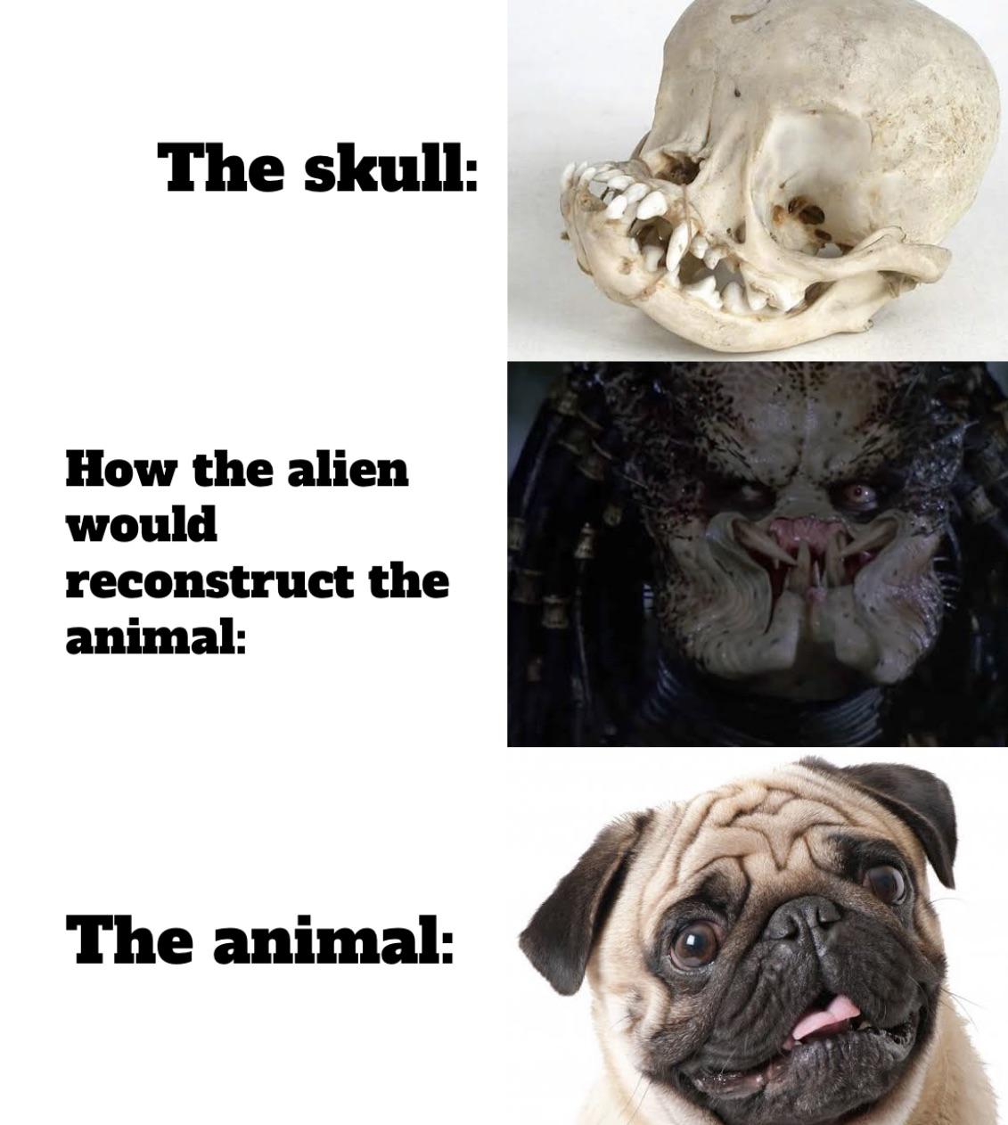 funny memes - dank memes - pug alien meme - The skull How the alien would reconstruct the animal The animal