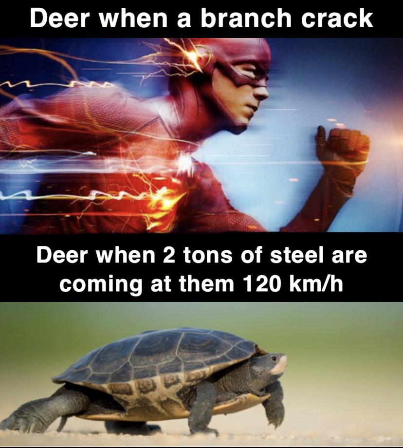 dank memes and funny pics - fast vs slow meme - Deer when a branch crack Deer when 2 tons of steel are coming at them 120 kmh