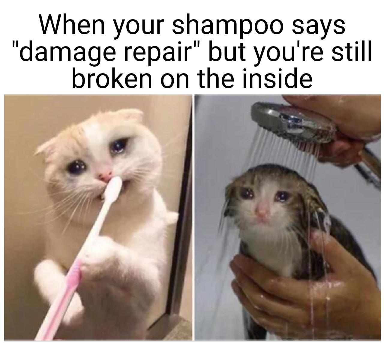 dank memes and funny pics - crying cat meme - When your shampoo says "damage repair" but you're still broken on the inside