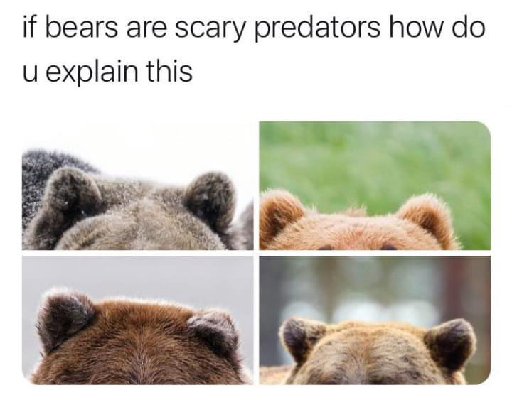 dank memes - funny memes - bears cute meme - if bears are scary predators how do u explain this