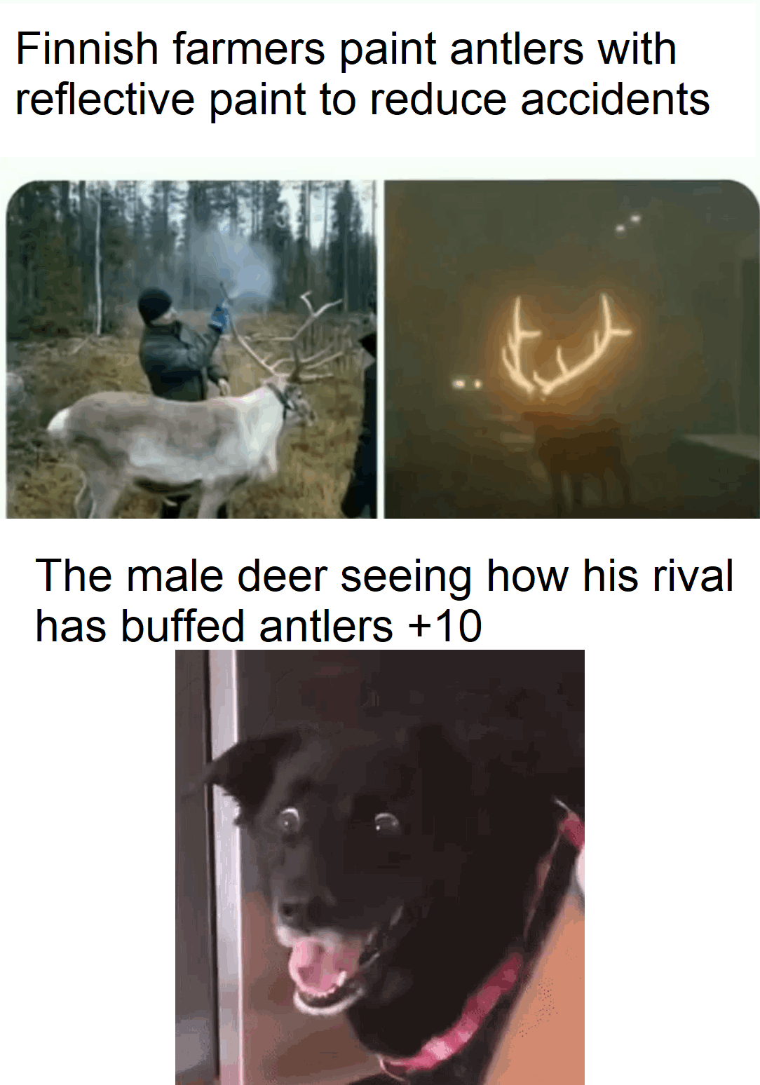 dank memes - dog - Finnish farmers paint antlers with reflective paint to reduce accidents The male deer seeing how his rival has buffed antlers 10