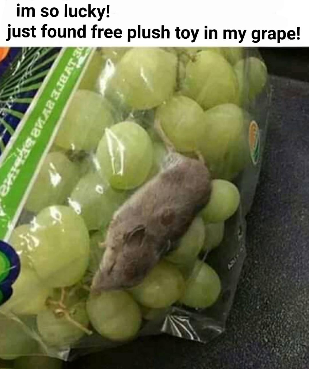 funny memes - im so lucky! just found free plush toy in my grape!