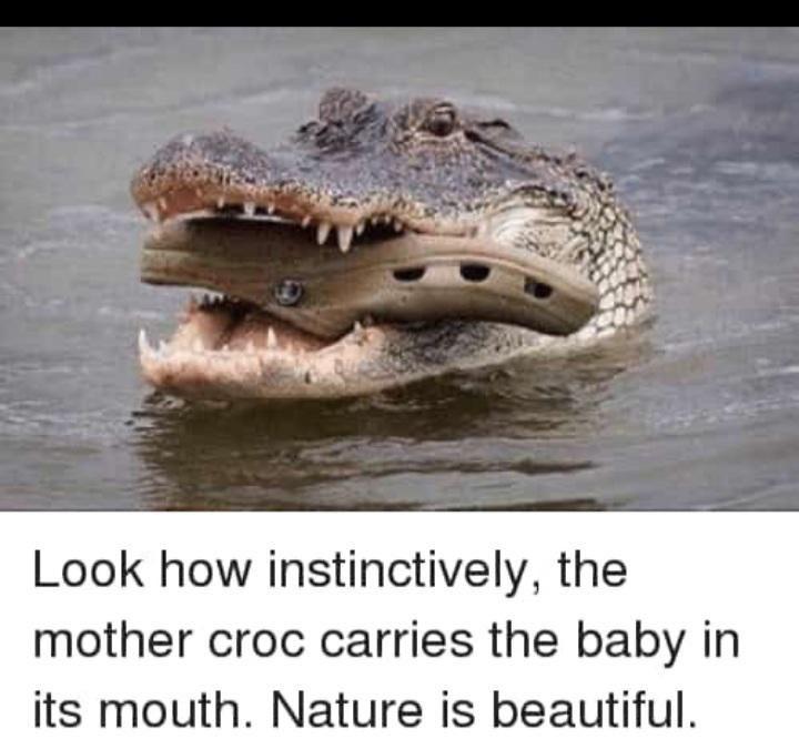 dank memes - crocodile with crocs - Look how instinctively, the mother croc carries the baby in its mouth. Nature is beautiful.