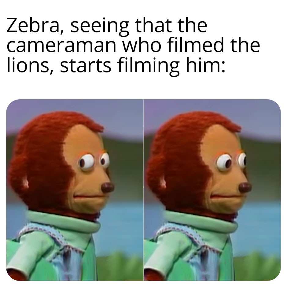 dank memes - oh no meme - Zebra, seeing that the cameraman who filmed the lions, starts filming him