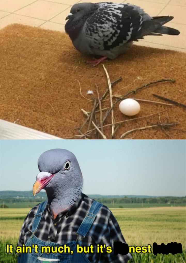 dank memes - pigeon nest meme - s It ain't much, but it's nest Awan
