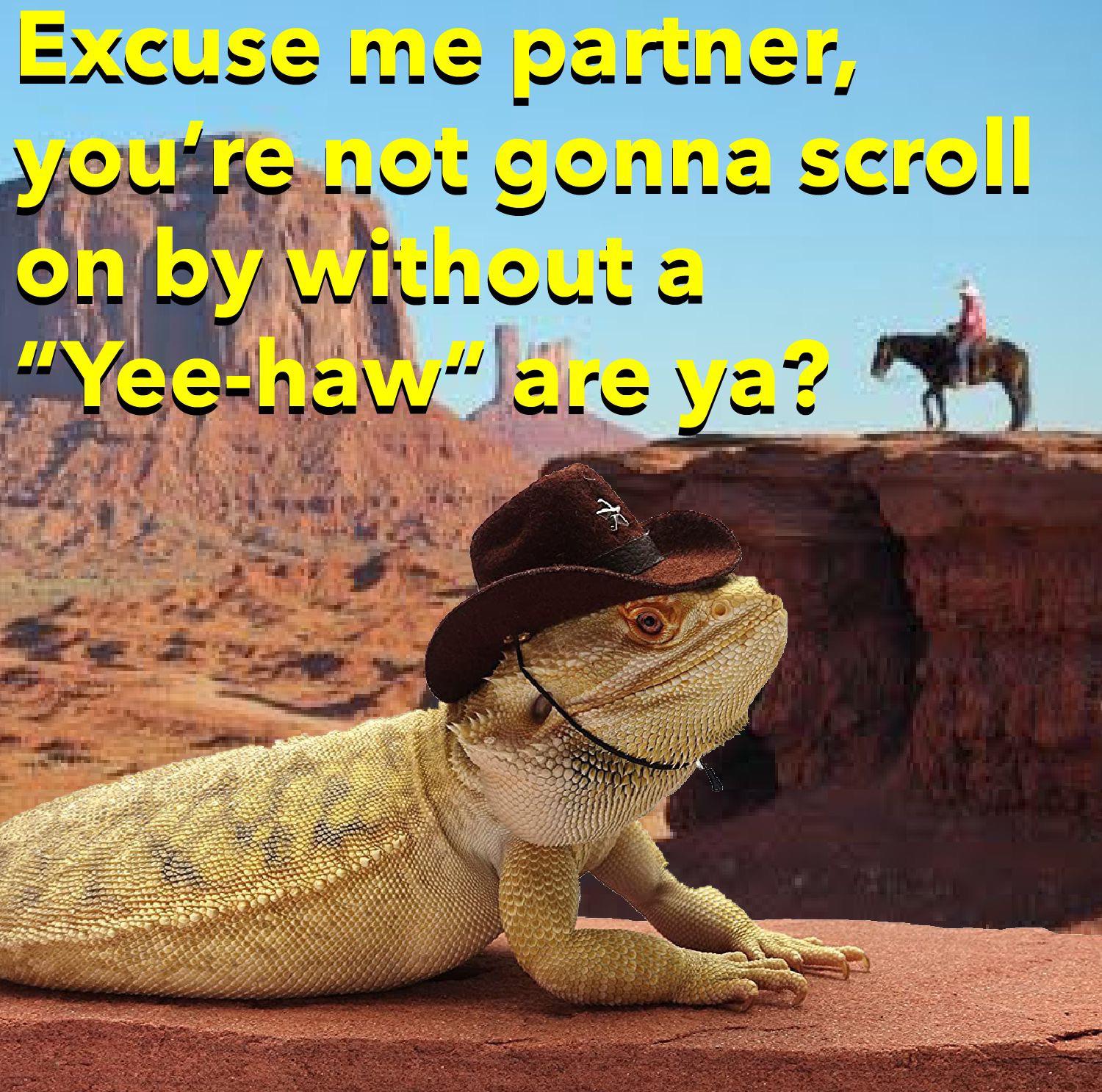 funny memes - dank memes - fauna - Excuse me partner, you're not gonna scroll on by without a "Yeehaware va?