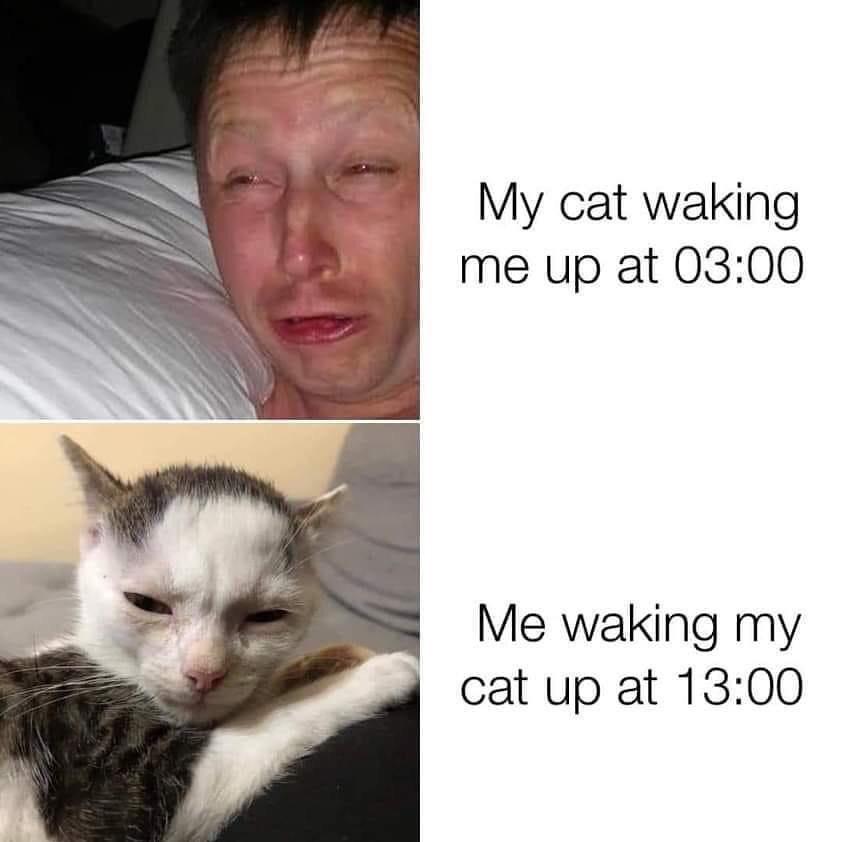 funny memes - dank memes - Cat - My cat waking me up at Me waking my cat up at