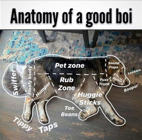 dank memes - anatomy of a good boi - Anatomy of a good boi Pet zone Sound Flaps Lookers Floofy booty 1 Swiffer Borker Booper Humper Rubi Fuzz Trunk Zone Huggie Sticks Toe Beans Tippy Taps