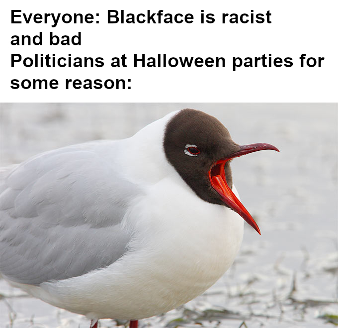 dank memes - fauna - Everyone Blackface is racist and bad Politicians at Halloween parties for some reason