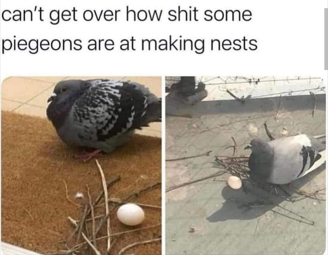 funny memes - dank memes - nest meme - can't get over how shit some piegeons are at making nests