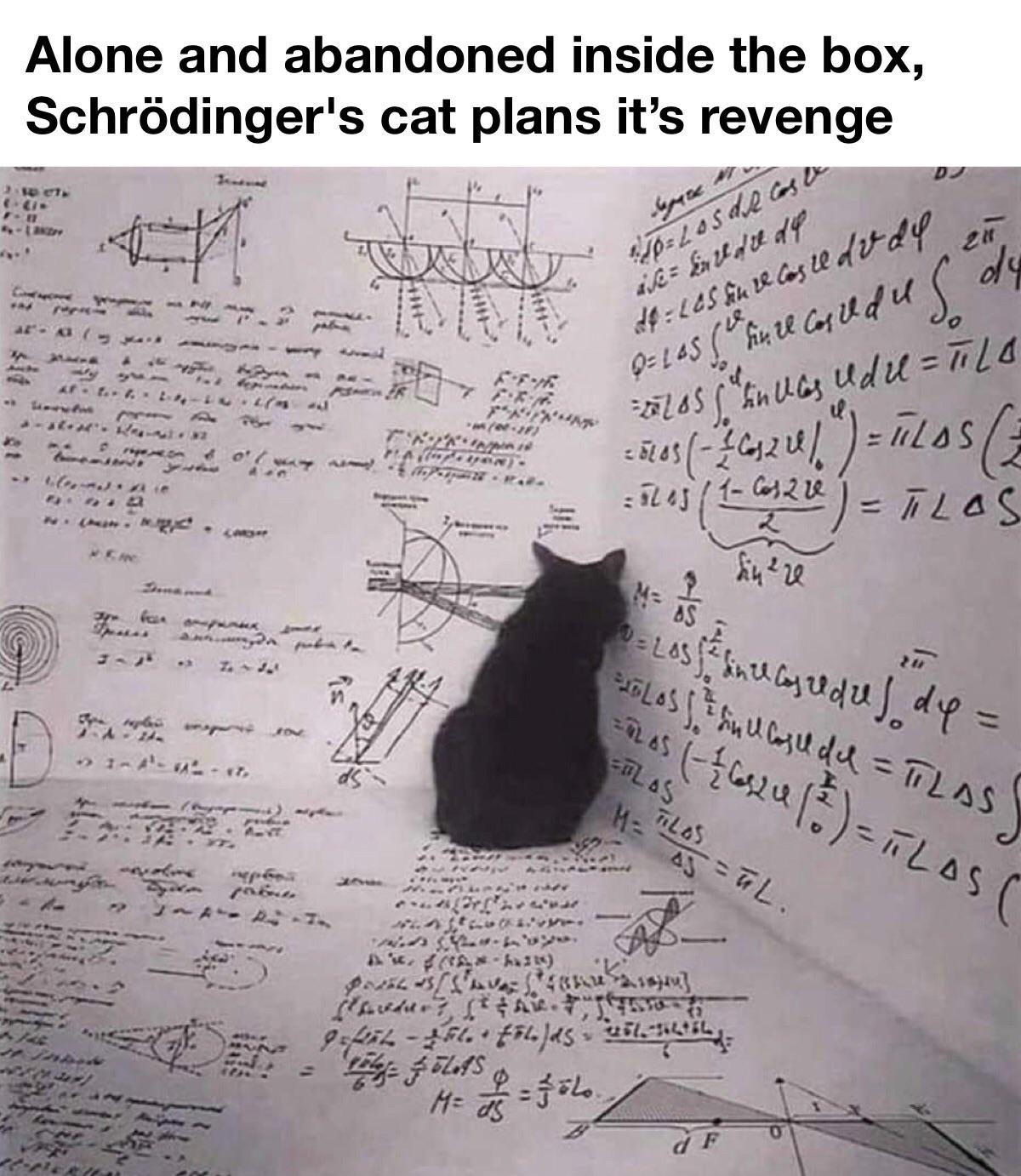 dank memes - funny memes - schrodinger's cat revenge - Alone and abandoned inside the box, Schrdinger's cat plans it's revenge D Tot Cu Fi 4 apare K Terus Las de casa 20 are inedite de d1 165 un recoste do dy 0 165 un record des de uf. fol. L413 5570S S