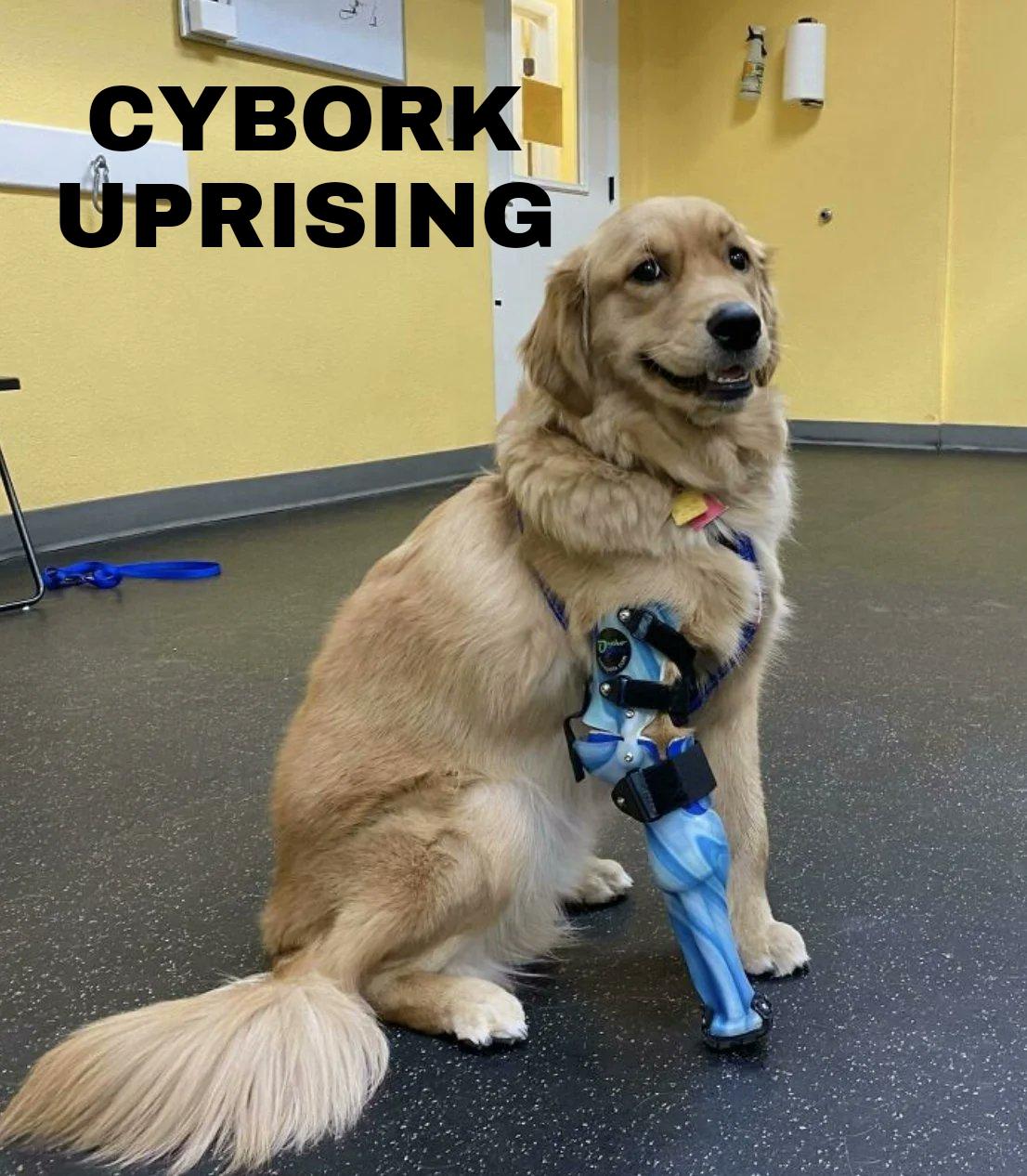 dank memes - funny memes - golden retriever prosthetic leg - Cybork Uprising Det