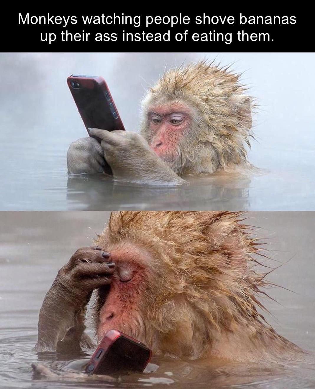 dank memes - monkey phone meme - Monkeys watching people shove bananas up their ass instead of eating them.