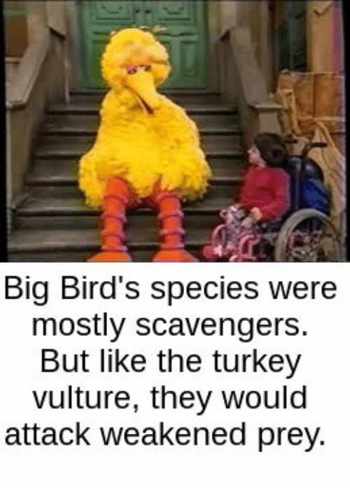 dank memes - big bird memes - Big Bird's species were mostly scavengers. But the turkey vulture, they would attack weakened prey.
