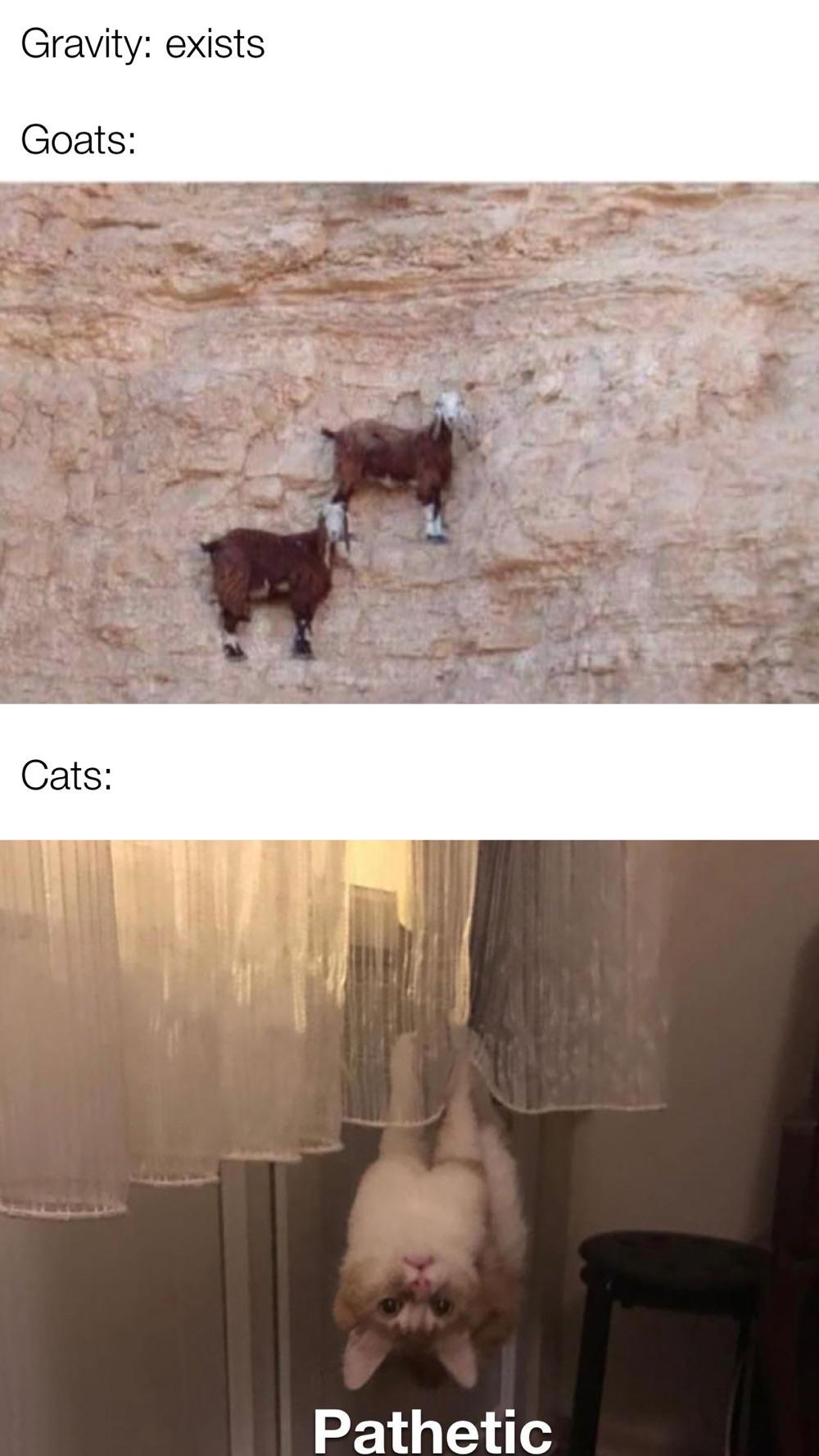 funny memes - dank memes - goats climbing - Gravity exists Goats Cats Pathetic