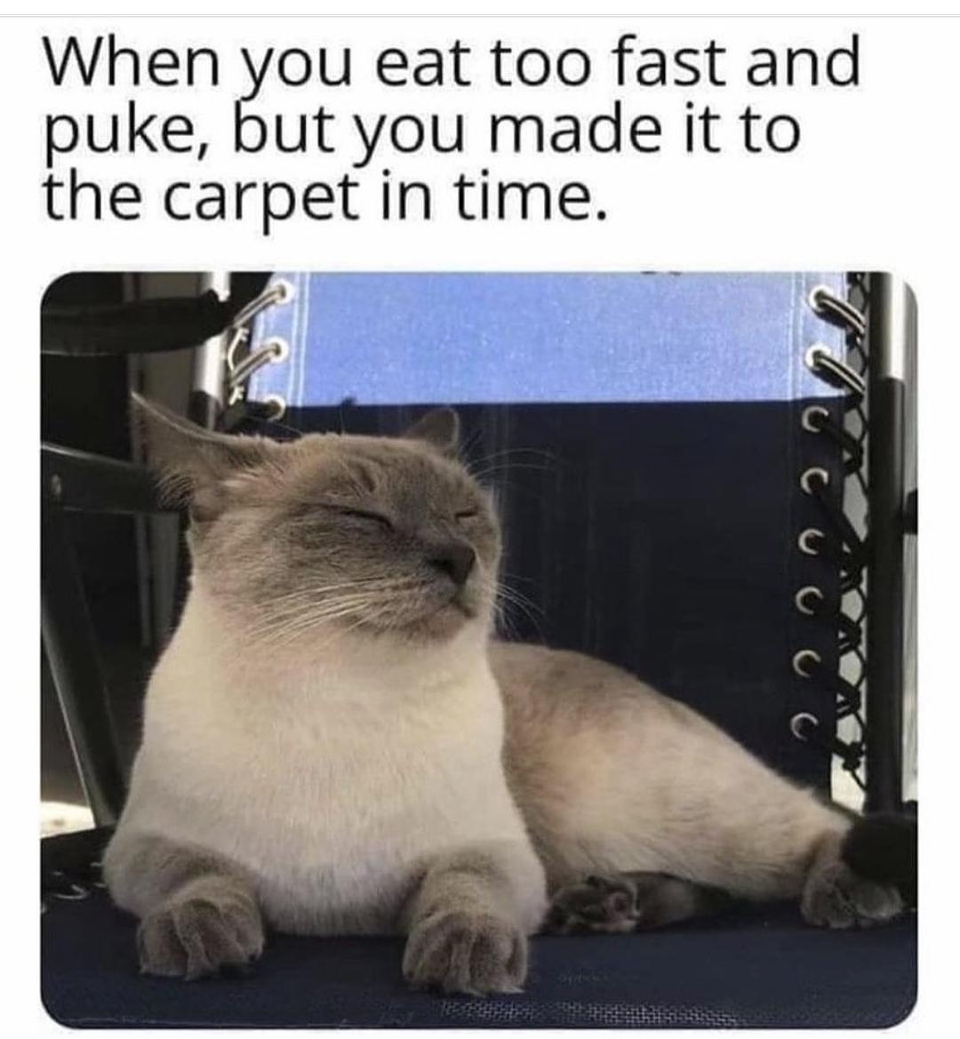 funny memes - dank memes - funny cat memes - When you eat too fast and puke, but you made it to the carpet in time. C