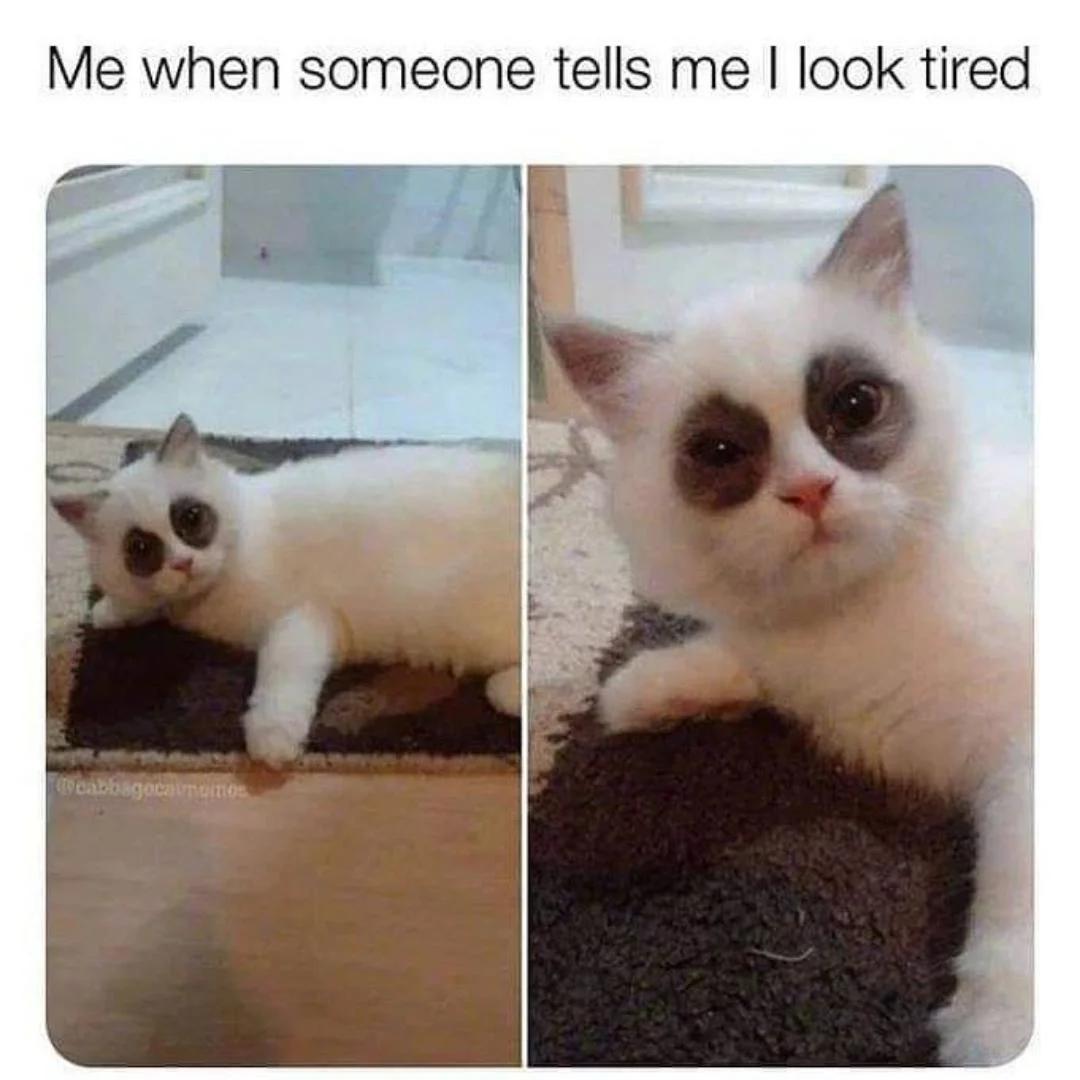 dank memes - cat tired - Me when someone tells me I look tired Fotocabbagecaminos