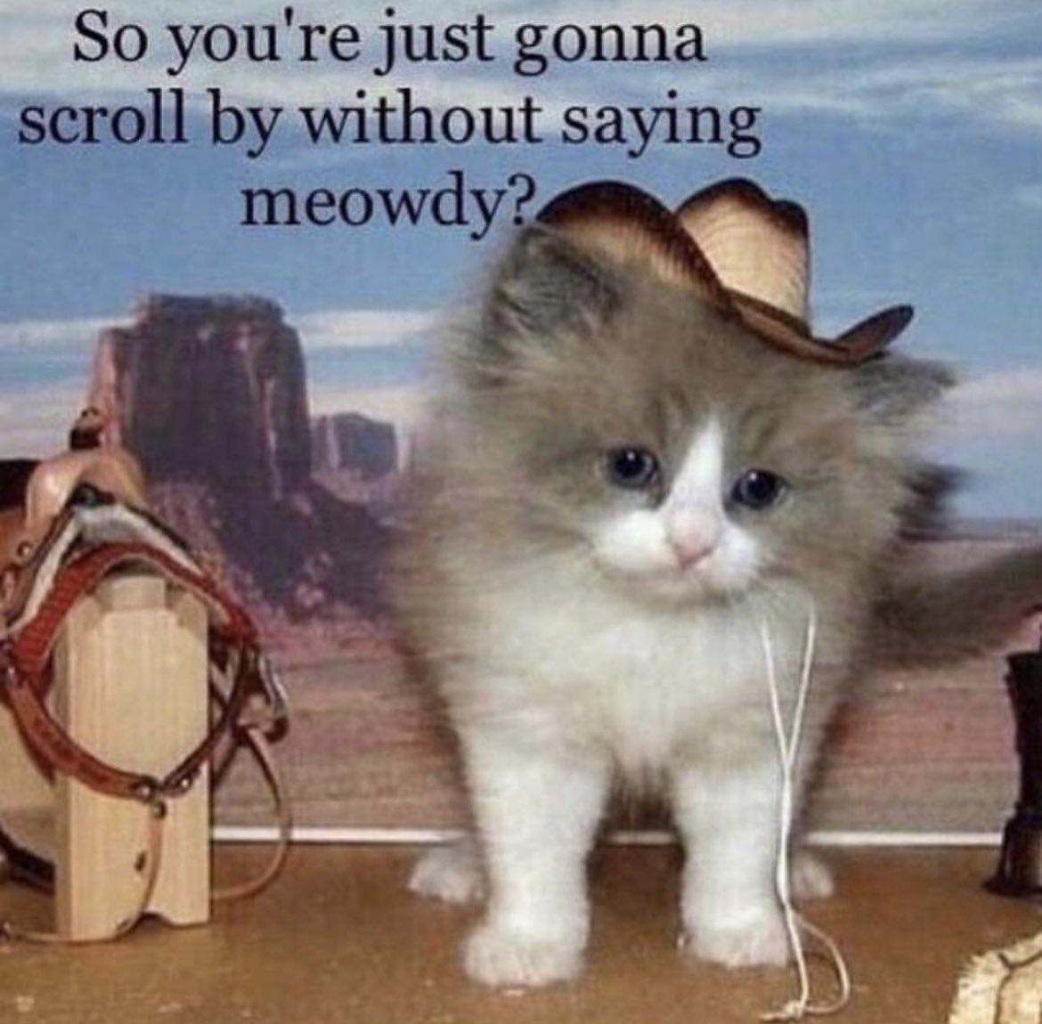 dank memes - you just gonna scroll past without saying meowdy - So you're just gonna scroll by without saying meowdy?