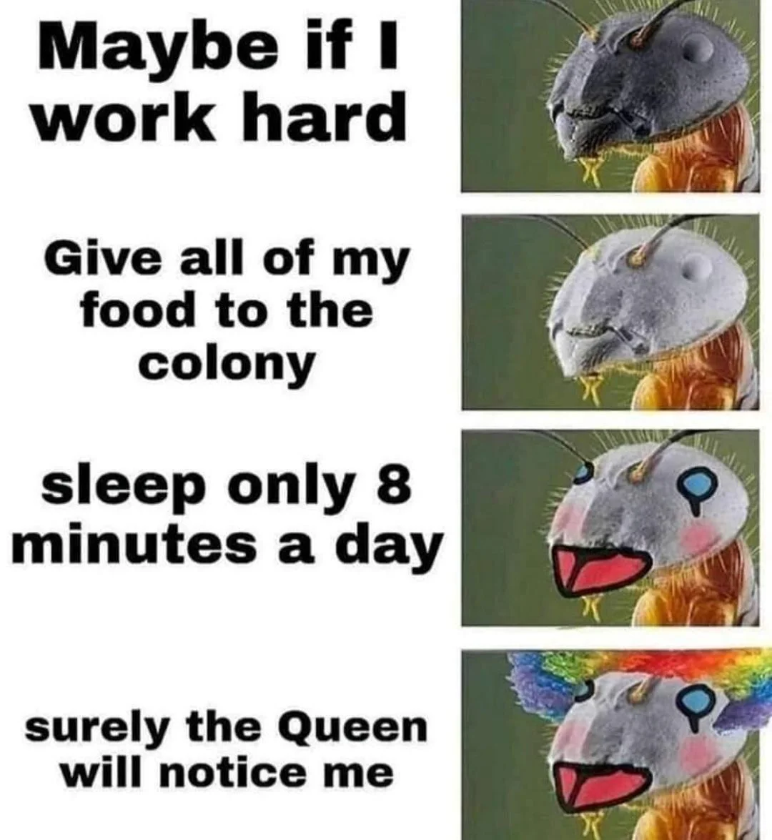 dank memes - clown ant - Maybe if I work hard Give all of my food to the colony sleep only 8 minutes a day Q2 surely the Queen will notice me