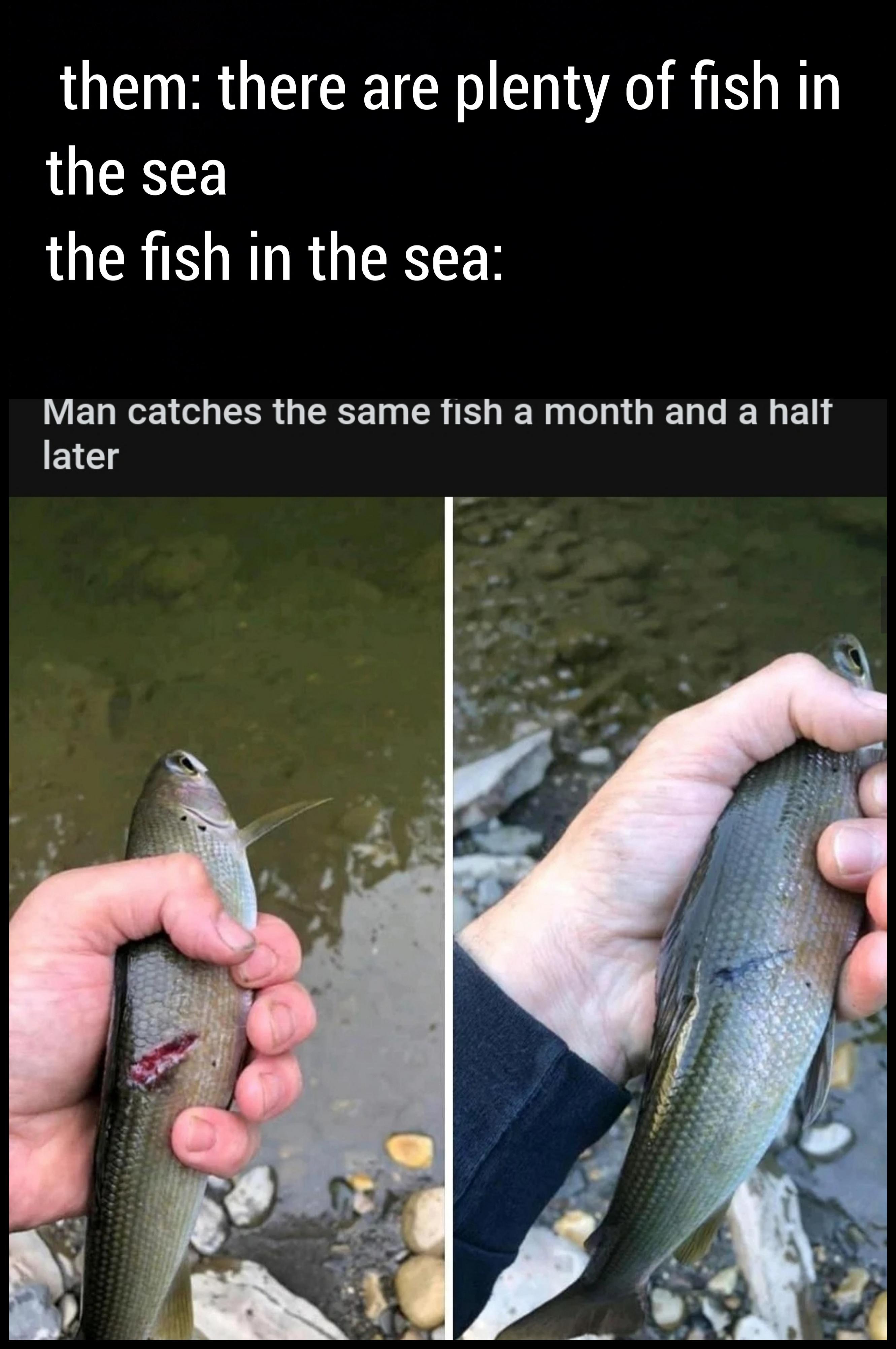 funny memes - dank memes - person caught the same fish a month - them there are plenty of fish in the sea the fish in the sea Man catches the same fish a month and a half later