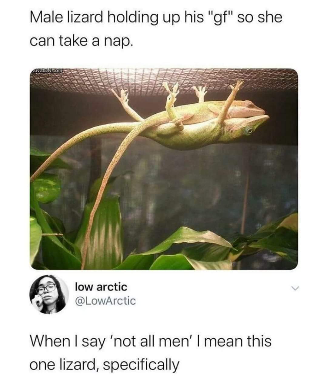 funny memes - dank memes - male lizard holding up his girlfriend - Male lizard holding up his "gf" so she can take a nap. VaRONiCom low arctic When I say 'not all men' I mean this one lizard, specifically