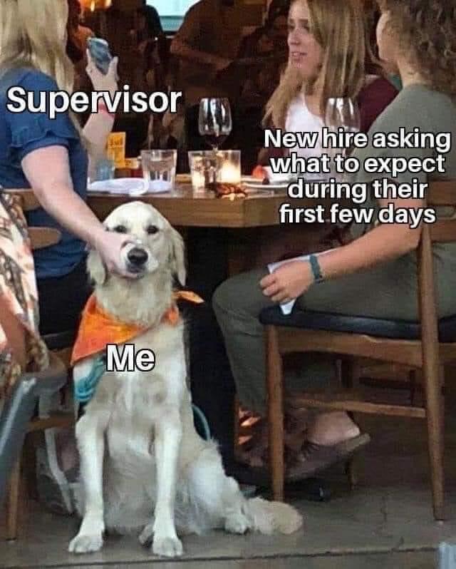 Funny memes - lady holding dog mouth meme - Supervisor New hire asking what to expect during their first few days Me