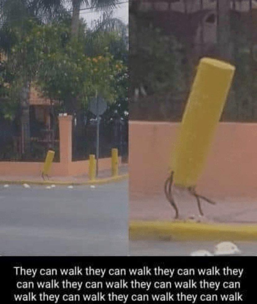Funny memes - Internet meme - They can walk they can walk they can walk they can walk they can walk they can walk they can walk they can walk they can walk they can walk