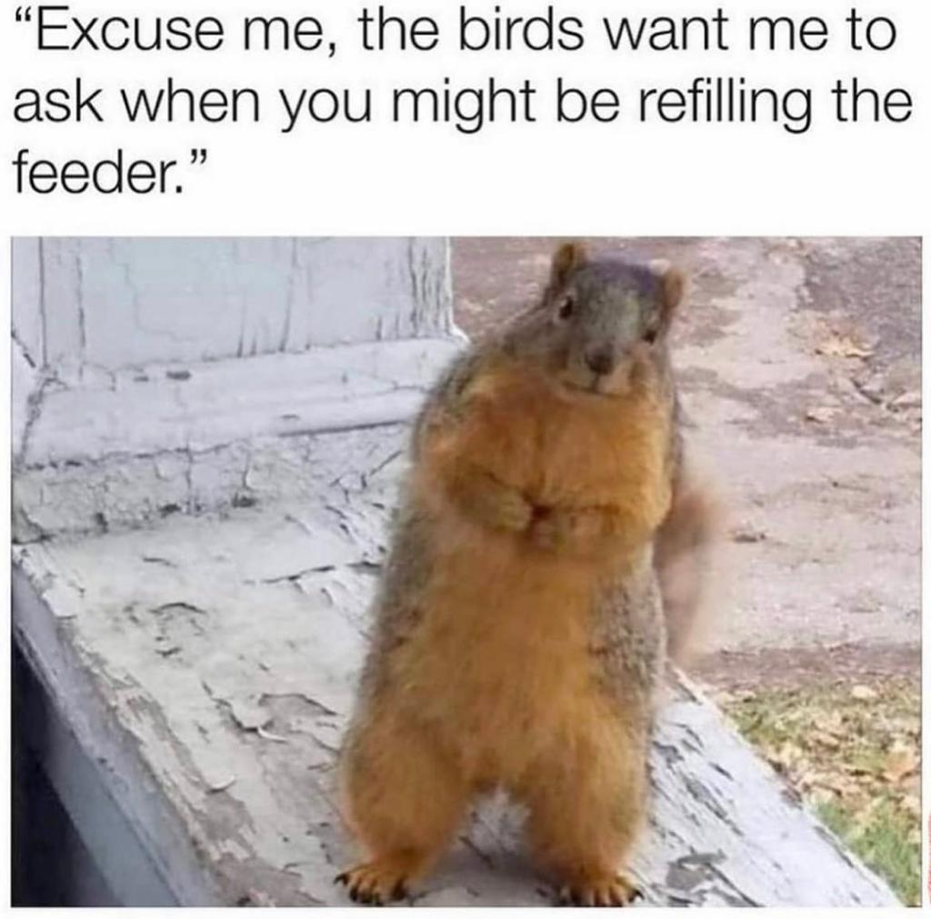 funny memes - dank memes - excuse me ar you going to be fillinng the bird feeder soon they wasnted me - Excuse me, the birds want me to ask when you might be refilling the feeder."