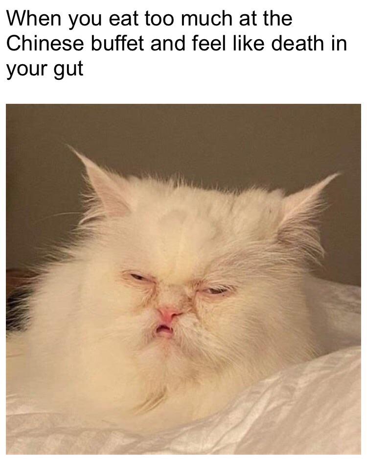 funny memes - dank memes - snowball cat - When you eat too much at the Chinese buffet and feel death in your gut