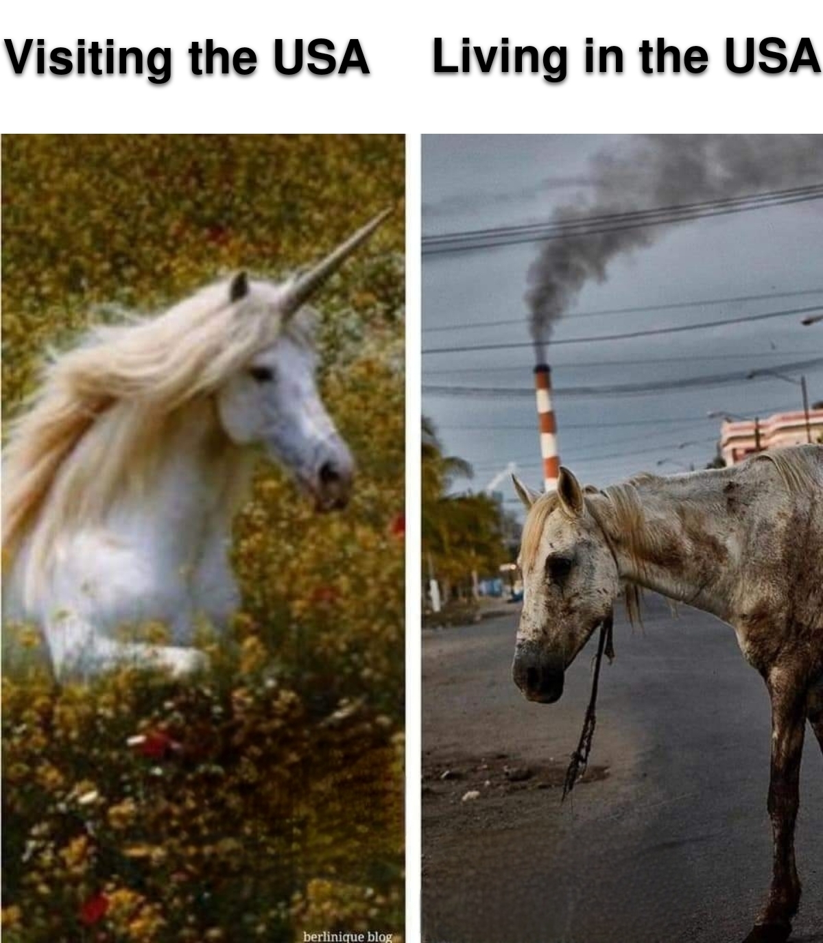 funny memes - dank memes - unicorn extinct - Visiting the Usa Living in the Usa berblog