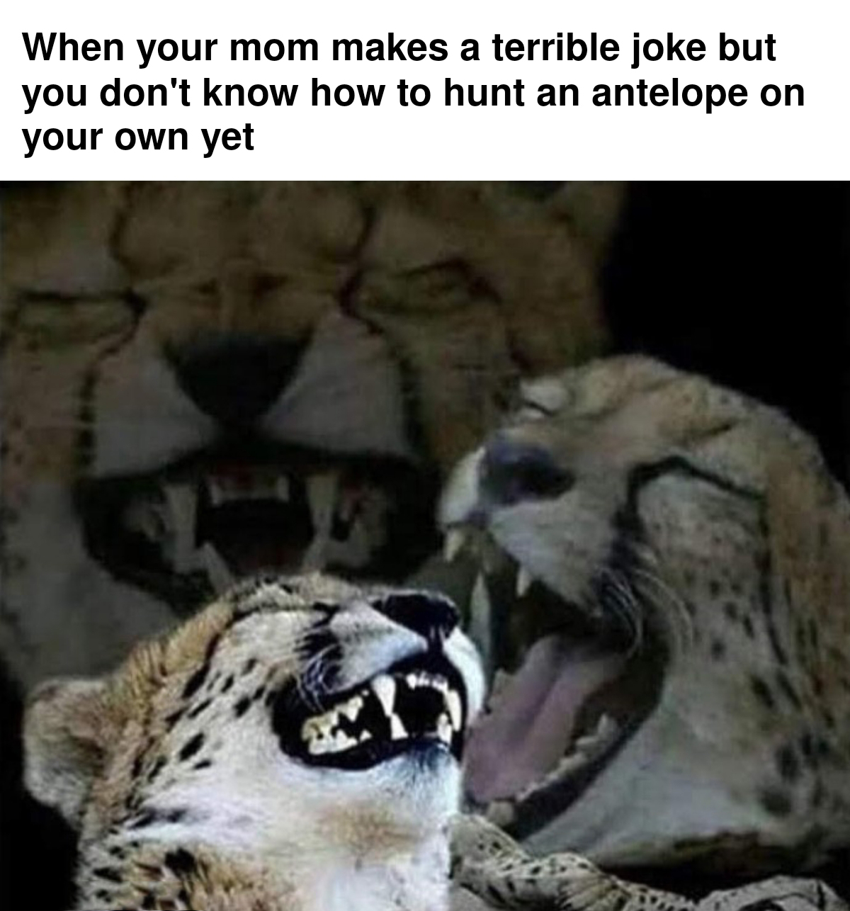 dank memes - laughing cheetah - When your mom makes a terrible joke but you don't know how to hunt an antelope on your own yet