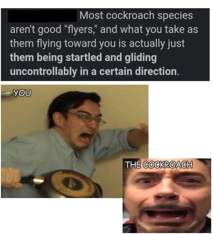 dank memes - good - Most cockroach species aren't good "flyers," and what you take as them flying toward you is actually just them being startled and gliding uncontrollably in a certain direction. You The Cockroach