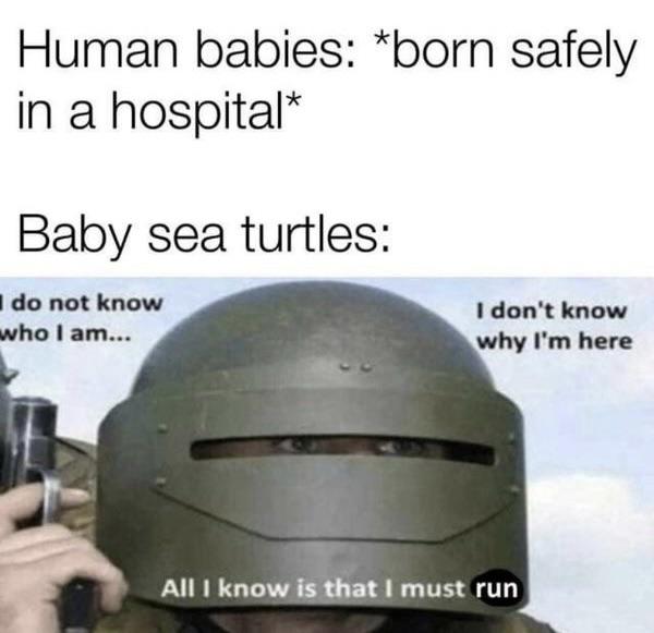 dank memes - newborn turtle meme - Human babies born safely in a hospital Baby sea turtles do not know who I am... I don't know why I'm here All I know is that I must run