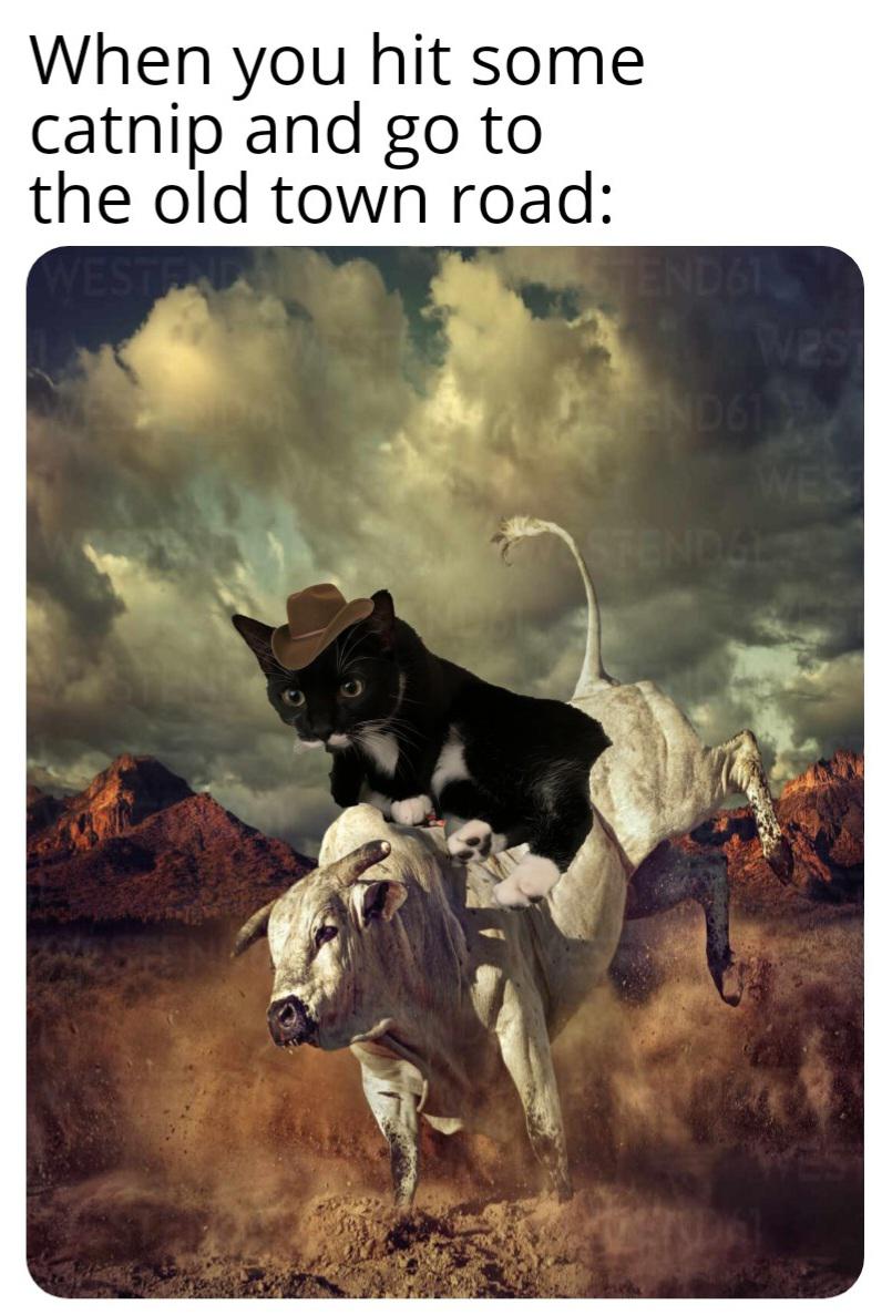 dank memes - album cover - When you hit some catnip and go to the old town road Endo Wes Es