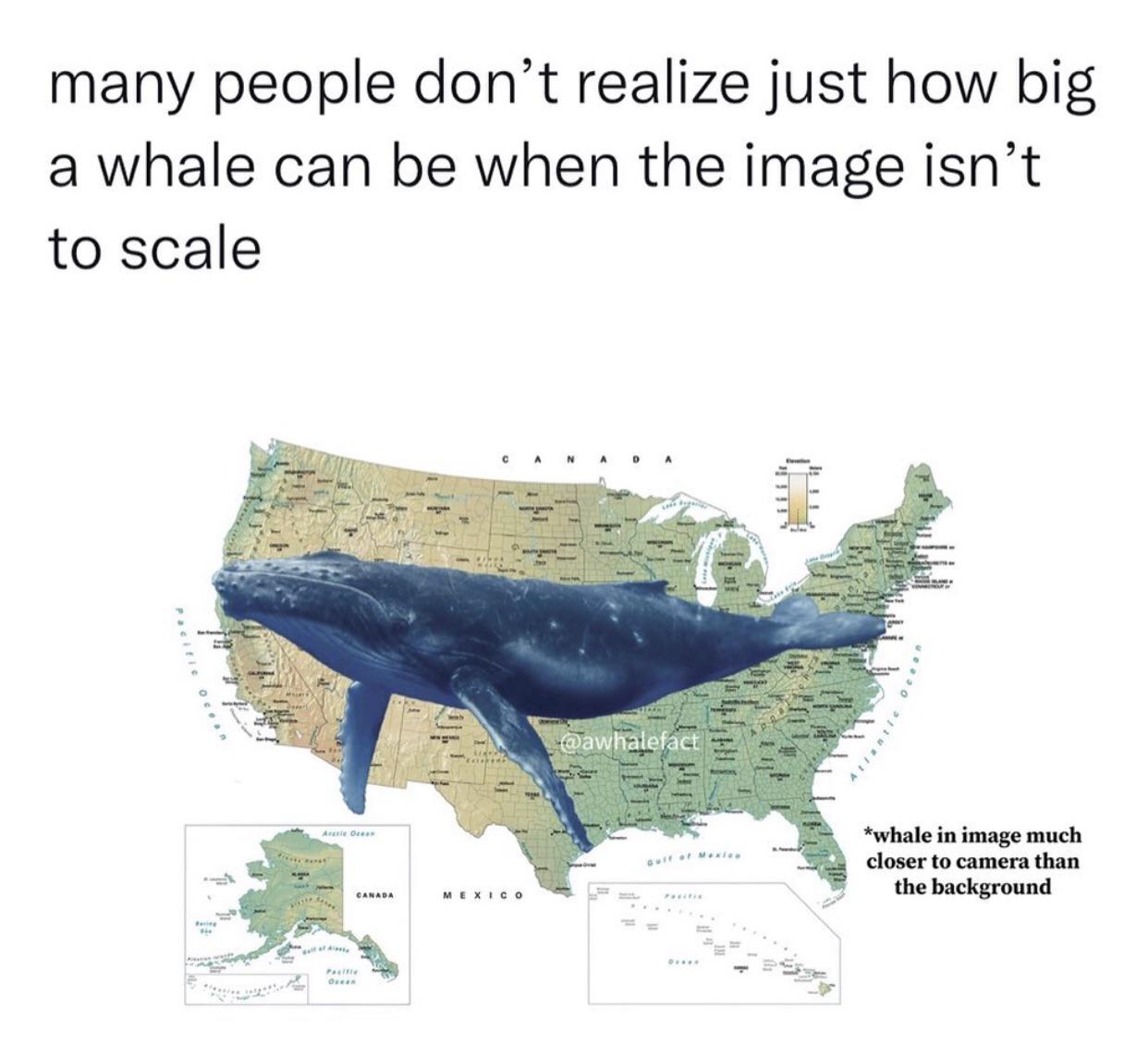 funny memes - dank memes - alaska map - many people don't realize just how big a whale can be when the image isn't to scale N D cean Aratic Ocea ex Ocean Canada Mexico Atla tic whale in image much closer to camera than the background
